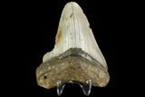 Fossil Megalodon Tooth - North Carolina #109023-2